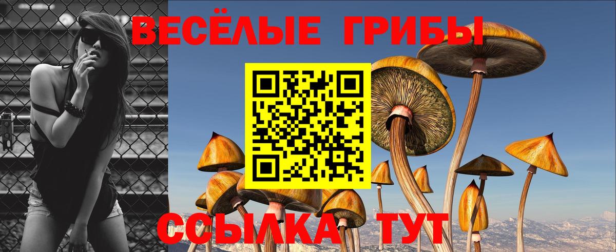 Курчатов  Галлюциногенные грибы Psilocybine cubensis  Вход с VPN 